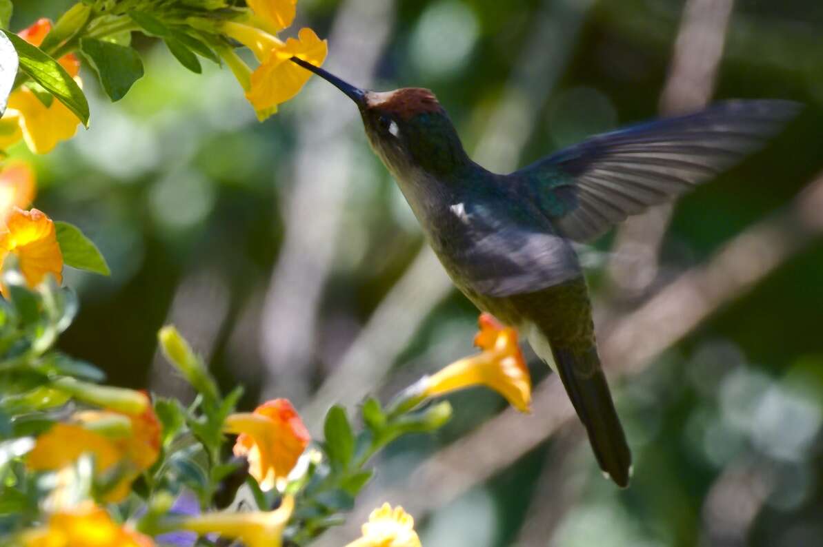 Image of Tolima Blossomcrown