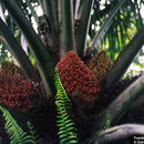 Image of American oil palm