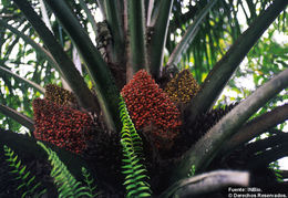 Image of American oil palm