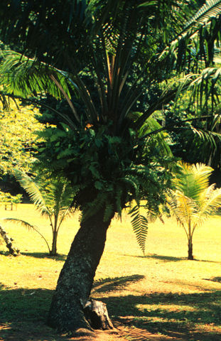 Image of American oil palm