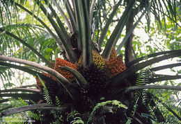 Image of American oil palm