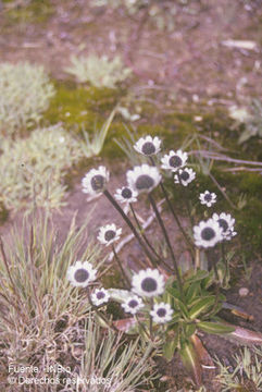 Imagem de Eryngium humile Cav.