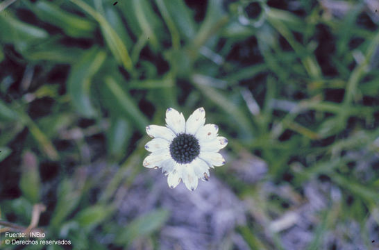 Image de Eryngium humile Cav.