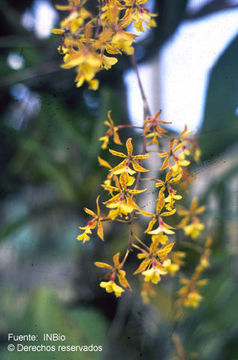 Imagem de Epidendrum stamfordianum Bateman