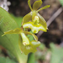 Plancia ëd Epidendrum incomptum Rchb. fil.