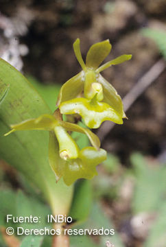 Image of Epidendrum incomptum Rchb. fil.