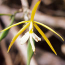 Image of round-leaf star orchid