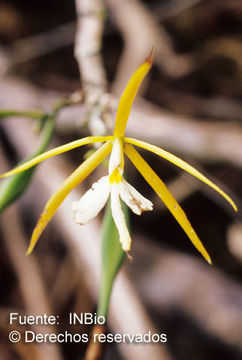 Image of round-leaf star orchid