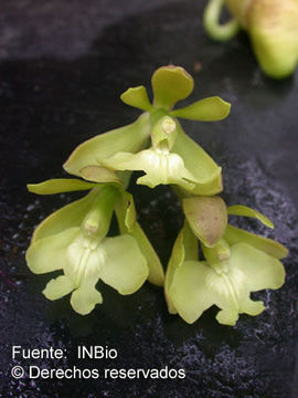 Image of Epidendrum coronatum Ruiz & Pav.