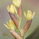 Image of Epidendrum pseudoramosum Schltr.