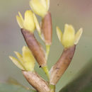 Plancia ëd Epidendrum pseudoramosum Schltr.