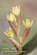 Plancia ëd Epidendrum pseudoramosum Schltr.