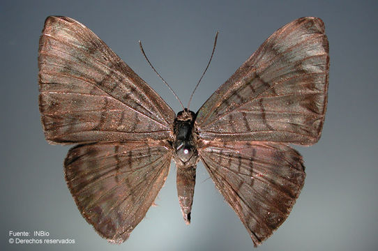 Image of Emesis lucinda aurimna Boisduval 1870