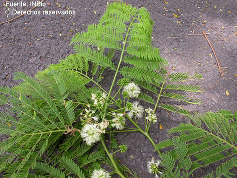 Enterolobium resmi