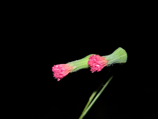 Image of Florida tasselflower