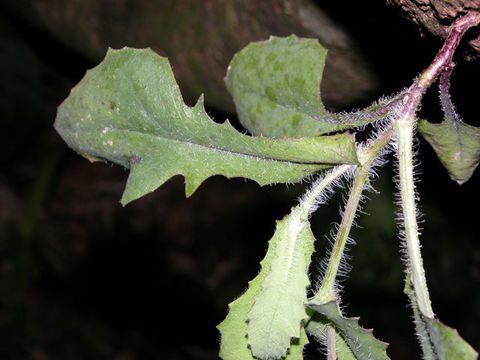 Image of Florida tasselflower