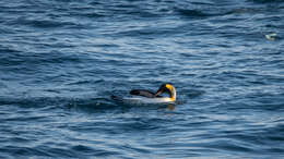 Image of King Penguin