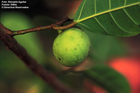 Слика од Ficus maxima Mill.