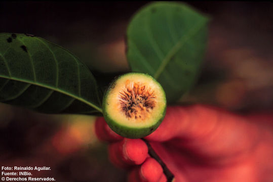 Image of Ficus maxima Mill.