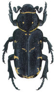 Image de <i>Genuchinus vnotatus</i> Westwood 1873