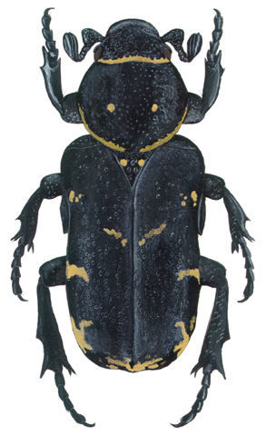 Image of <i>Genuchinus vnotatus</i> Westwood 1873