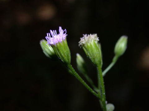 Image of tropical thoroughwort