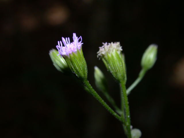 Fleischmannia microstemon (Cass.) R. King & H. Rob. resmi