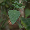 Image of tropical thoroughwort