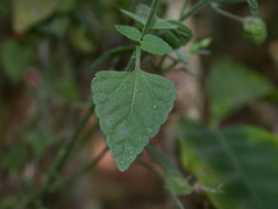 Fleischmannia microstemon (Cass.) R. King & H. Rob. resmi