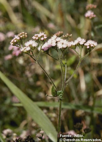 Fleischmannia pycnocephala (Less.) R. King & H. Rob. resmi