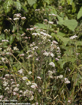 Image of lavender thoroughwort