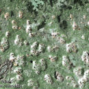 Image of Flavobathelium epiphyllum Lücking, Aptroot & G. Thor 1997