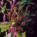 Imagem de Fuchsia paniculata Lindl.