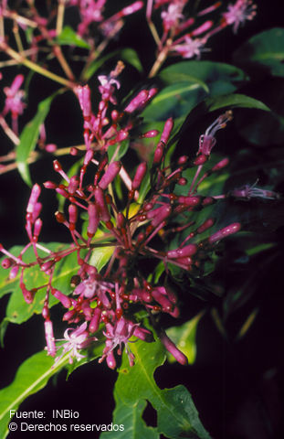 Sivun Fuchsia paniculata Lindl. kuva