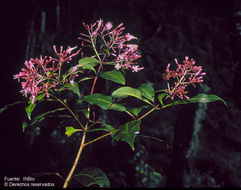 Sivun Fuchsia paniculata Lindl. kuva