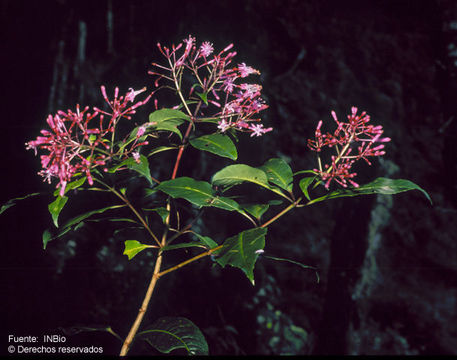 Image de Fuchsia paniculata Lindl.