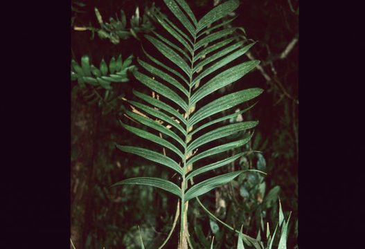 Imagem de Geonoma ferruginea H. Wendl. ex Spruce