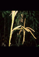 Geonoma ferruginea H. Wendl. ex Spruce resmi