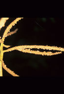 Imagem de Geonoma ferruginea H. Wendl. ex Spruce