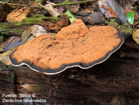 Imagem de Ganoderma australe (Fr.) Pat. 1889