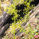 Galium mexicanum Kunth resmi