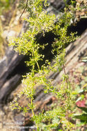 Galium mexicanum Kunth resmi