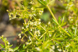 Galium mexicanum Kunth resmi