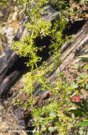 Galium mexicanum Kunth resmi