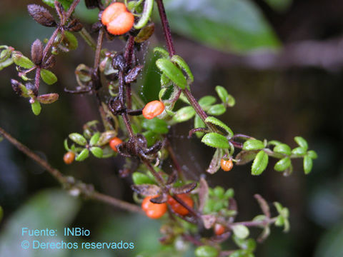 Galium hypocarpium (L.) Endl. ex Griseb.的圖片