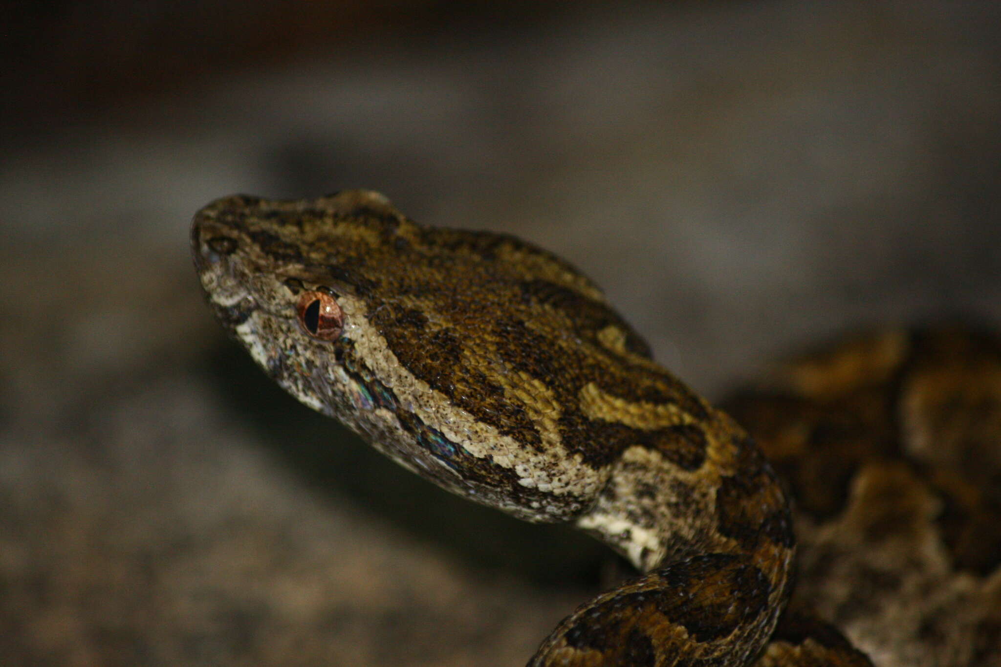 Image of Elegant pitviper