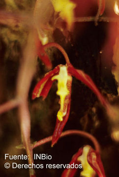 Image of Gongora leucochila Lem.