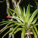 Image of West Indian tufted airplant