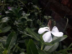 Image of Madagascar periwinkle