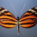 Heliconius ismenius telchinia Doubleday (1847)的圖片